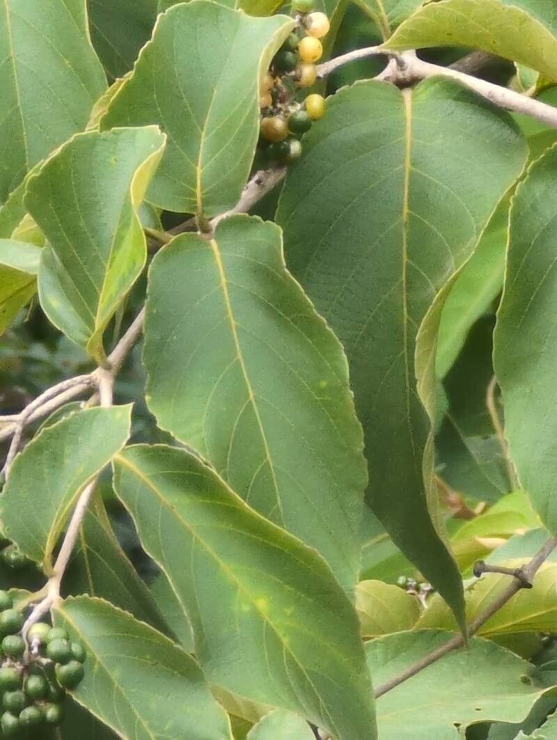 Cordia panamensis (Cordia panamensis)