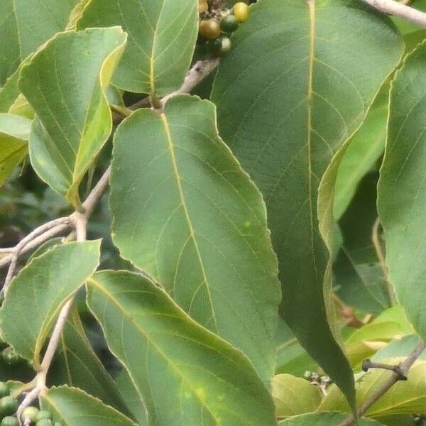 Cordia panamensis (Cordia panamensis)