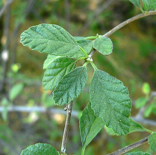 Small-leaf geigertree: Cordia parvifolia at the Ethel M Botanical Cactus Garden , Las Vegas, Nevada