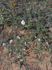 Small-leaf geigertree (Cordia parvifolia)