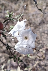 Small-leaf geigertree (Cordia parvifolia)