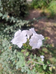 Small-leaf geigertree (Cordia parvifolia)