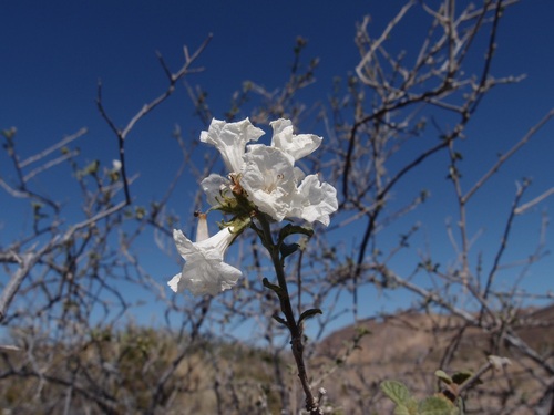 Small-leaf geigertree (Cordia parvifolia)