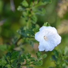 Small-leaf geigertree (Cordia parvifolia)