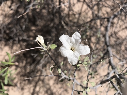Small-leaf geigertree (Cordia parvifolia)