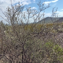 Small-leaf geigertree (Cordia parvifolia)