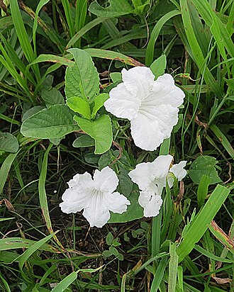 Small-leaf geigertree: A Mexican species, apparently planted near a lodge in Panama.
