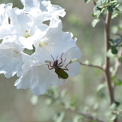 Small-leaf geigertree (Cordia parvifolia)