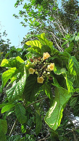 Cordia pilosa: Cordia pilosa M. Stapf & Taroda, Cordiaceae, Atlantic forest, northeastern Bahia, Brazil Tree to 5 m. Popovkin 29 (HUEFS). Local name: mama de porca.
