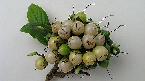Cordia pilosa: Cordia pilosa M. Stapf & Taroda, Cordiaceae, Atlantic forest, northeastern Bahia, Brazil Tree to 5 m. Popovkin 29 (HUEFS). Local name: mama de porca.