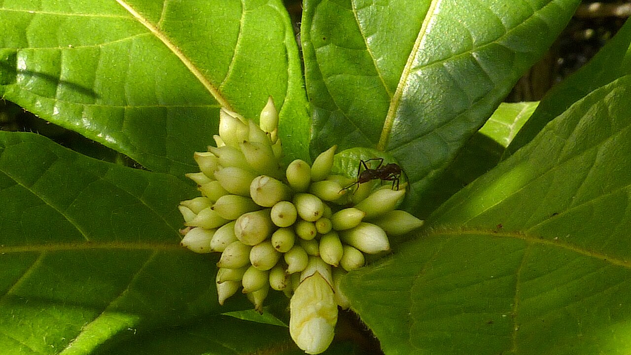 Cordia pilosa: Cordia pilosa M. Stapf & Taroda, Cordiaceae, Atlantic forest, northeastern Bahia, Brazil Tree to 5 m. Popovkin 29 (HUEFS). Local name: mama de porca.