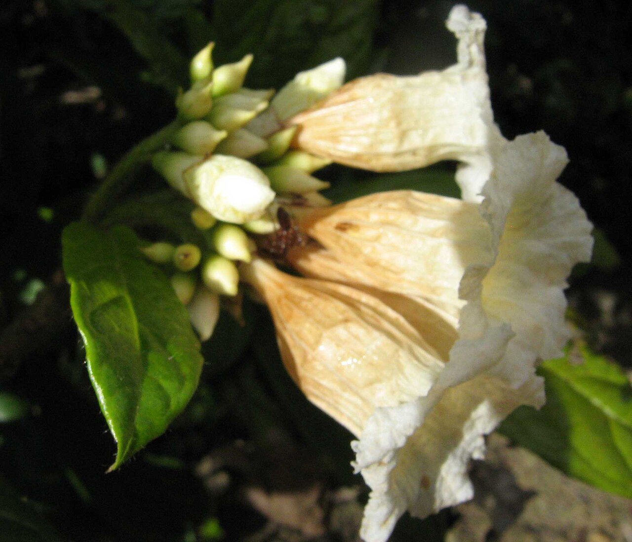 Cordia pilosa: Cordia pilosa M. Stapf & Taroda, Cordiaceae, Atlantic forest, northeastern Bahia, Brazil Tree to 5 m. Popovkin 29 (HUEFS). Local name: mama de porca.
