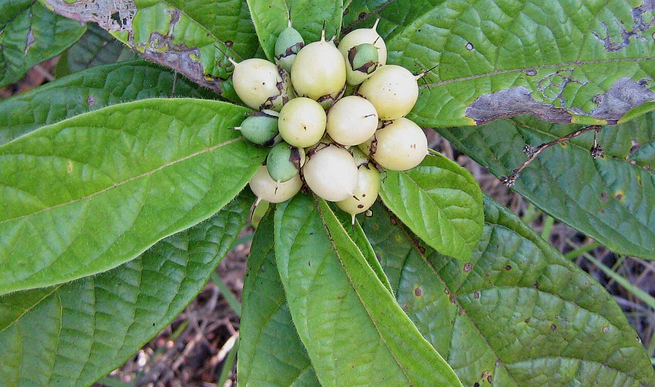Cordia pilosa: Cordia pilosa M. Stapf & Taroda, Cordiaceae, Atlantic forest, northeastern Bahia, Brazil Tree to 5 m. Popovkin 29 (HUEFS). Local name: mama de porca.