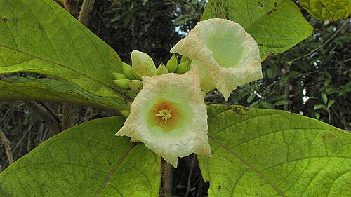 Cordia pilosa: Cordia pilosa M. Stapf & Taroda, Cordiaceae, Atlantic forest, northeastern Bahia, Brazil Tree to 5 m. Popovkin 29 (HUEFS). Local name: mama de porca.