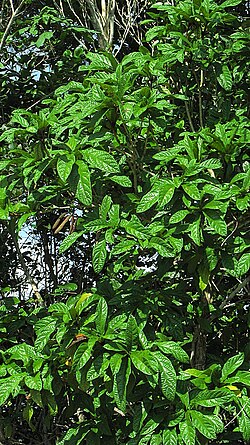 Cordia pilosa: Cordia pilosa M. Stapf & Taroda, Cordiaceae, Atlantic forest, northeastern Bahia, Brazil Tree to 5 m. Popovkin 29 (HUEFS). Local name: mama de porca.