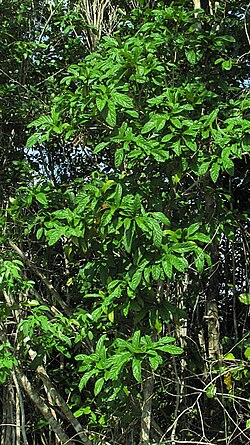Cordia pilosa: Cordia pilosa M. Stapf & Taroda, Cordiaceae, Atlantic forest, northeastern Bahia, Brazil Tree to 5 m. Popovkin 29 (HUEFS). Local name: mama de porca.