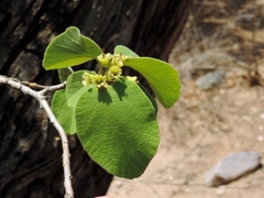 Cordia pilosissima (Cordia pilosissima)