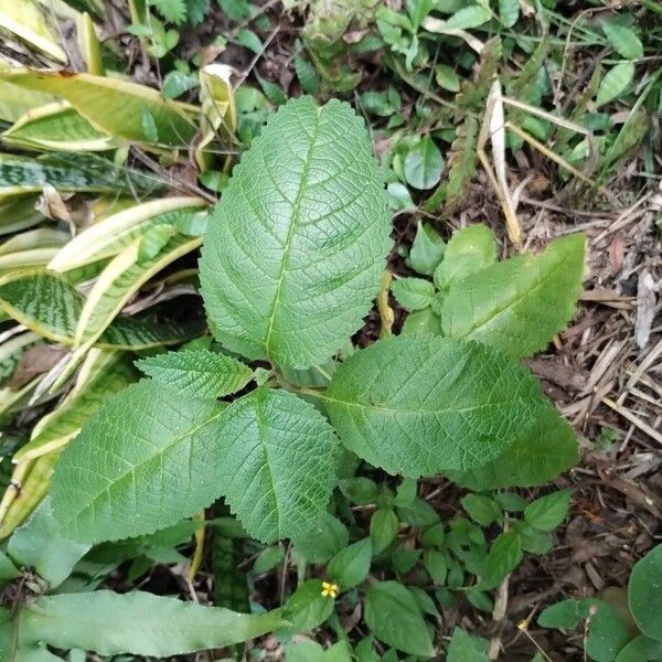 Cordia polystachya (Cordia polystachya)