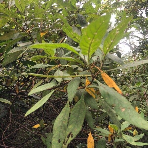 Cordia polystachya (Cordia polystachya)