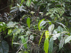 Cordia porcata (Cordia porcata)