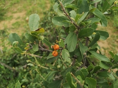 Cordia quercifolia (Cordia quercifolia)