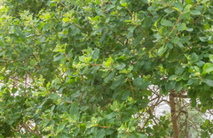 Cordia quercifolia (Cordia quercifolia)