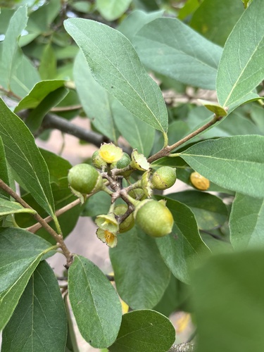 Cordia quercifolia (Cordia quercifolia)
