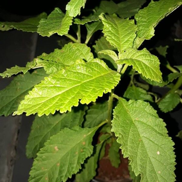 Cordia ramirezii (Cordia ramirezii)