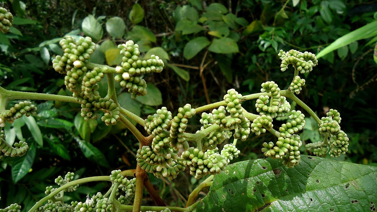 Cordia restingae: Cordia restingae M. Stapf
