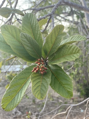 San bartolome (Cordia rickseckeri)