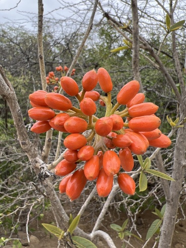 San bartolome (Cordia rickseckeri)