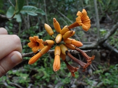 San bartolome (Cordia rickseckeri)