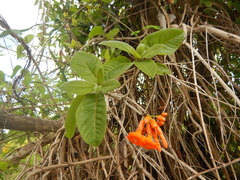 San bartolome (Cordia rickseckeri)