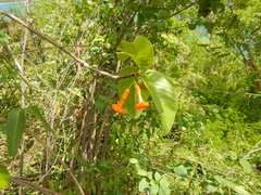 San bartolome (Cordia rickseckeri)