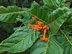 San bartolome (Cordia rickseckeri)