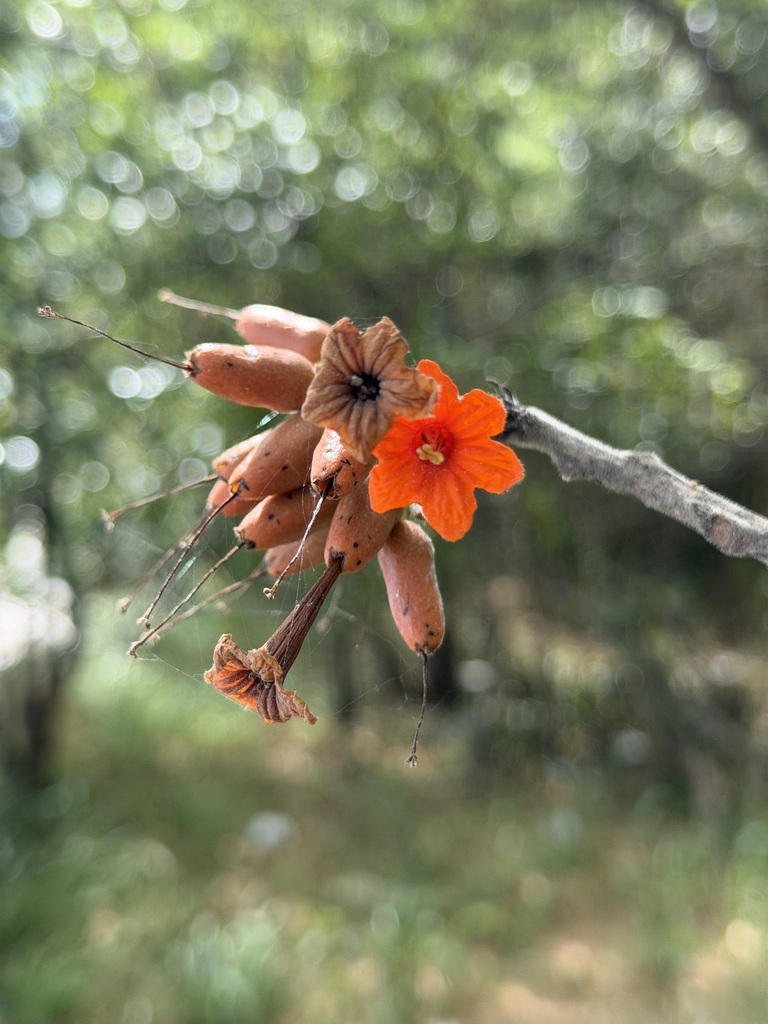 San bartolome (Cordia rickseckeri)