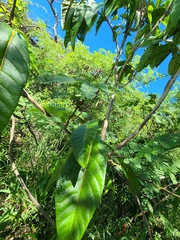 San bartolome (Cordia rickseckeri)