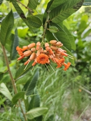 San bartolome (Cordia rickseckeri)