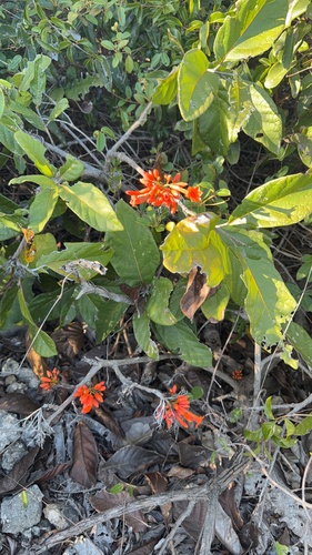 San bartolome (Cordia rickseckeri)