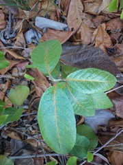 San bartolome (Cordia rickseckeri)