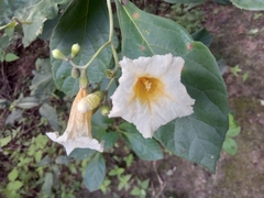 Cordia rufescens (Cordia rufescens)