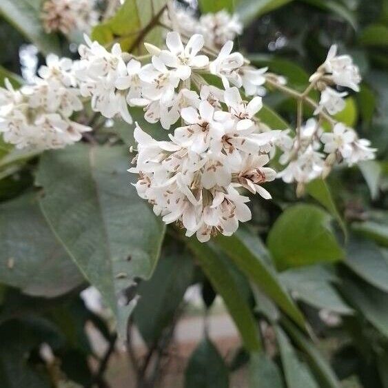 Cordia rusbyi (Cordia rusbyi)