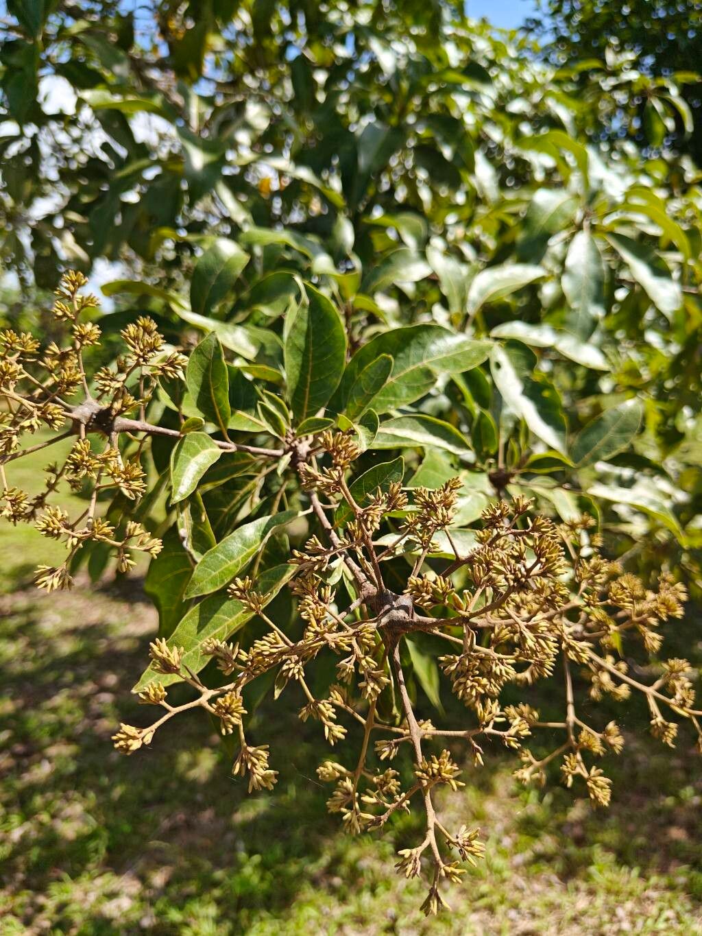 Cordia rusbyi (Cordia rusbyi)
