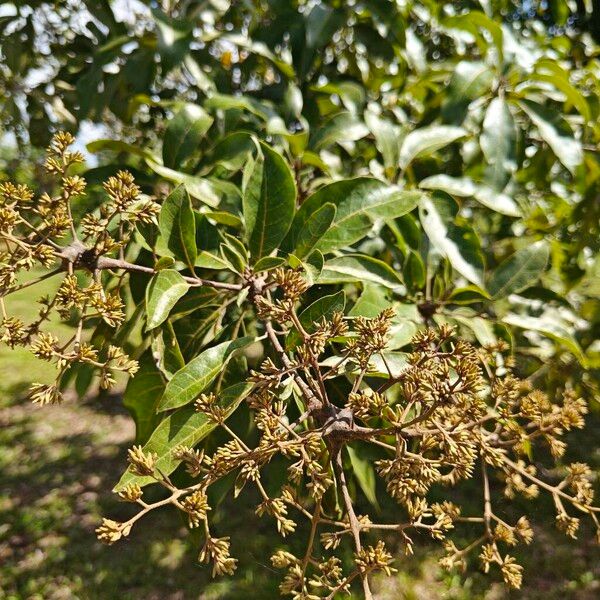Cordia rusbyi (Cordia rusbyi)