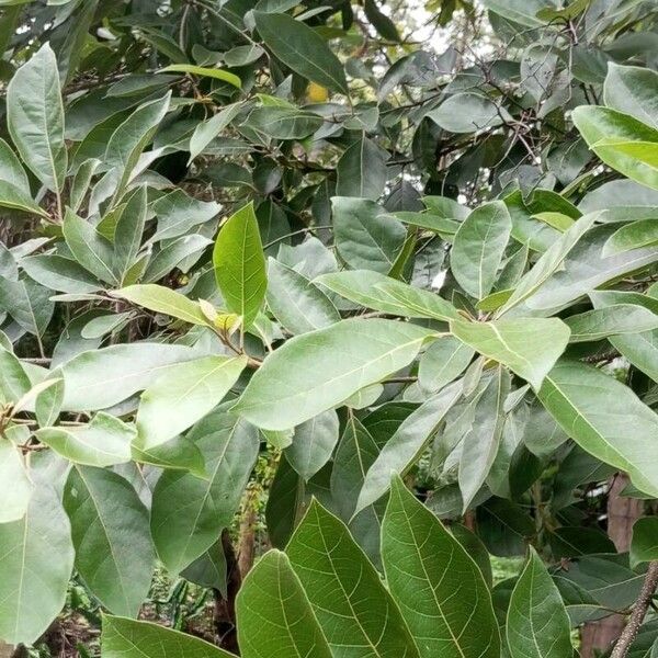 Cordia rusbyi (Cordia rusbyi)