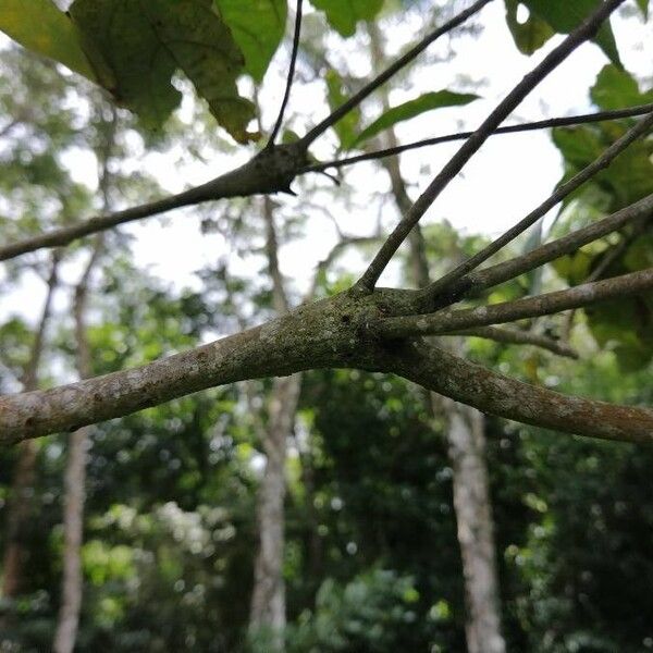 Cordia rusbyi (Cordia rusbyi)