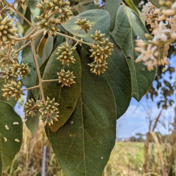 Cordia rusbyi (Cordia rusbyi)