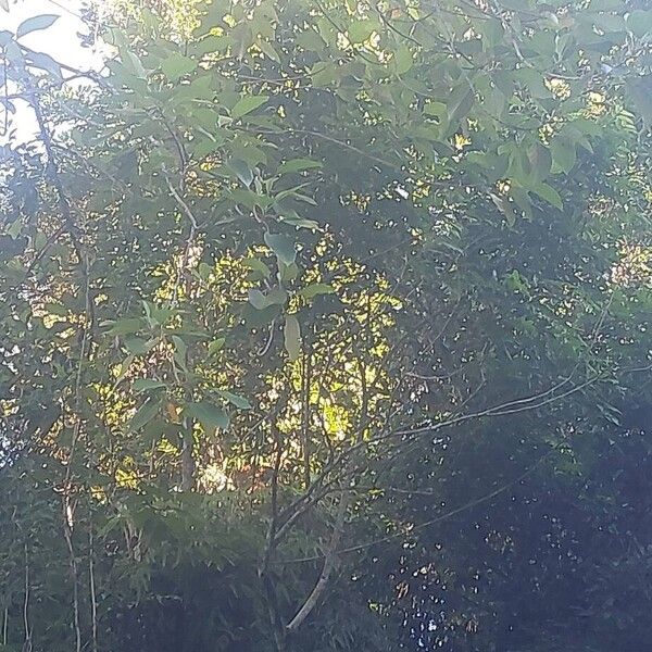 Cordia rusbyi (Cordia rusbyi)