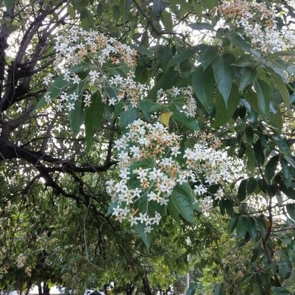 Cordia rusbyi (Cordia rusbyi)