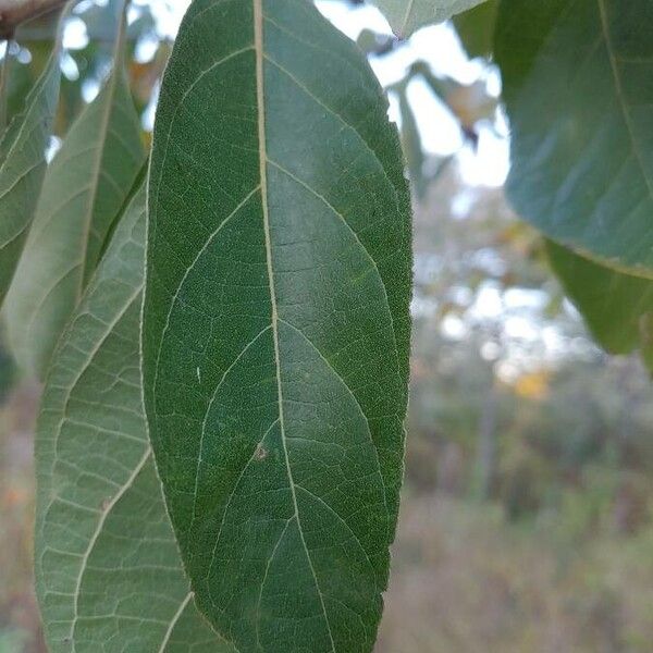 Cordia rusbyi (Cordia rusbyi)